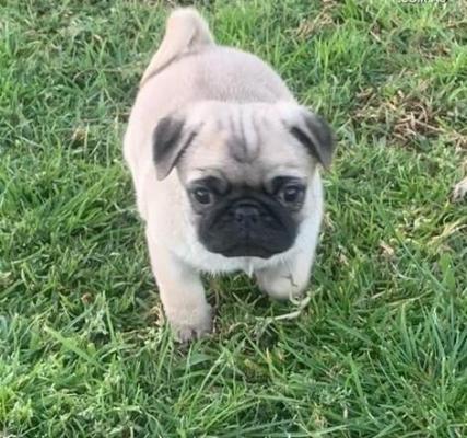 Five playful pure bred pug puppies. 